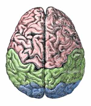 Pli vertical central sur le cerveau