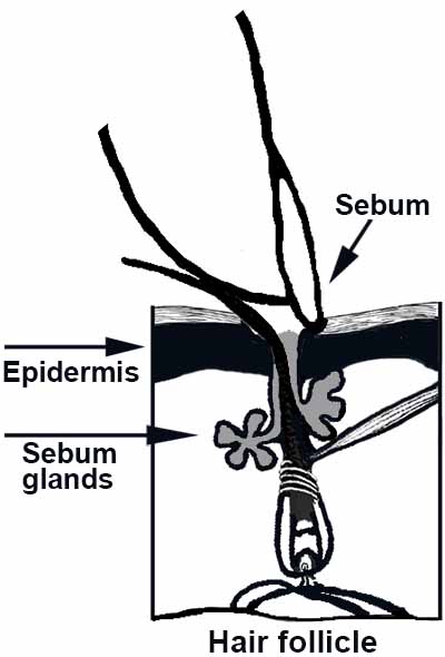 Hair follicle's sebum glands ejecting sebum