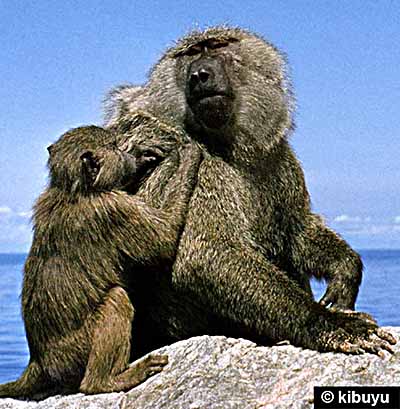 Slave grooming master