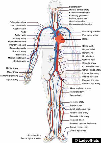 Human circulatory system-Wikipedia