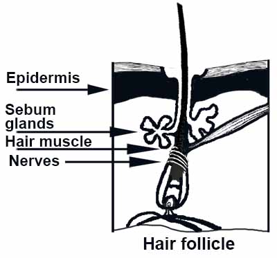 Hair follicle