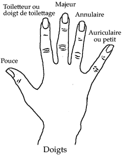 Doigts de toilettage