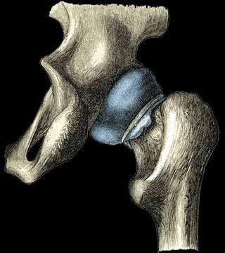 Diagonal hip joint