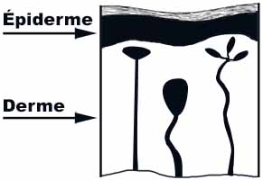 Nocicepteurs