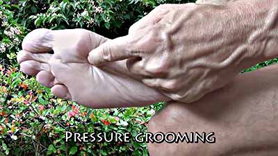 Pressure grooming stroke on foot