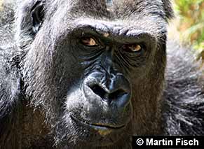 Primate facial expression