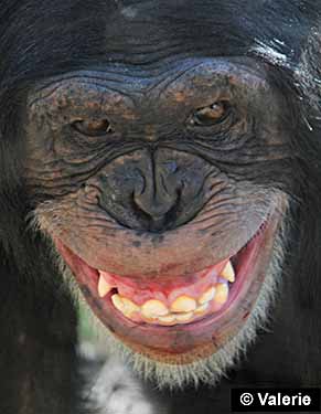 Primate facial expression