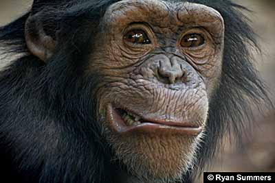 Primate facial expression