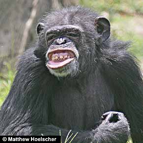 Primate facial expression