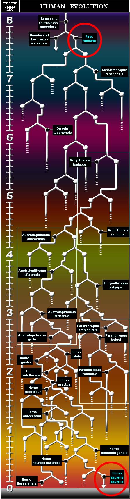 Human evolution table