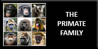 The primate family