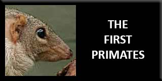 The first primates