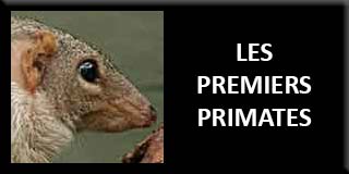 The first primates