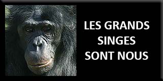 Apes are us