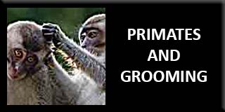 Primates and grooming