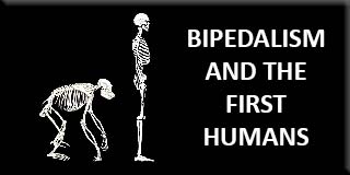 Bipedalism and the first humans