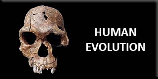 Human evolution
