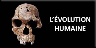 Human evolution