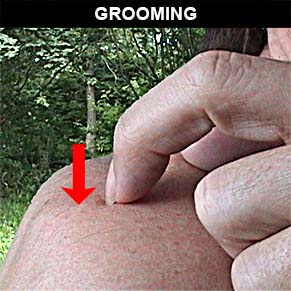 Grooming example
