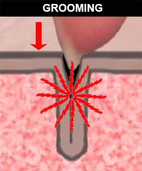 Grooming example