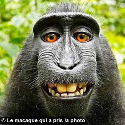 Macaque souriant