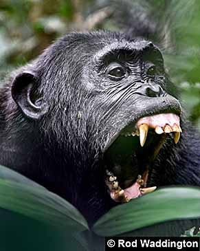 Chimpanzé montrant ses dents