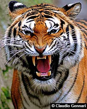 Tigre montrant ses dents