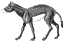 Hyracotherium